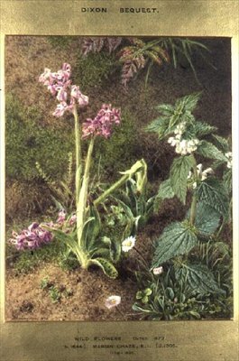 Vilde blomster af Marian Emma Chase