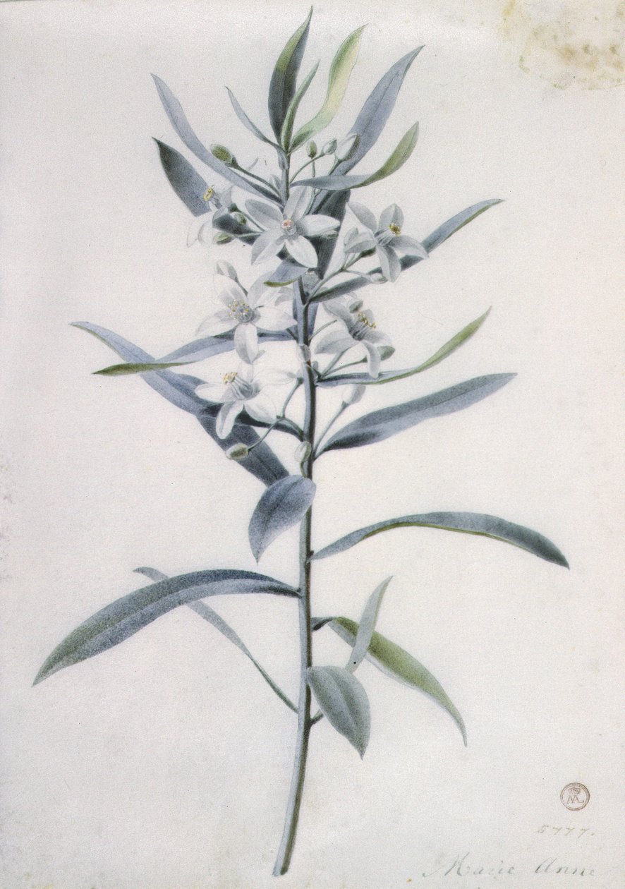 Blomsterstykker, 1700-tallet af Marie Anne