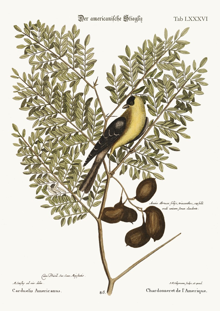 Den amerikanske guldfink, 1749-73 af Mark Catesby