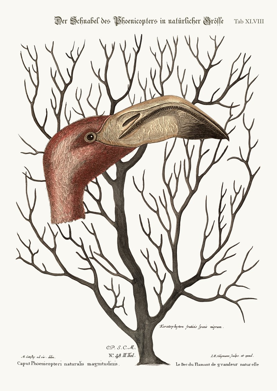 Flamingoens lovforslag i dets fulde dimensioner, 1749-73 af Mark Catesby
