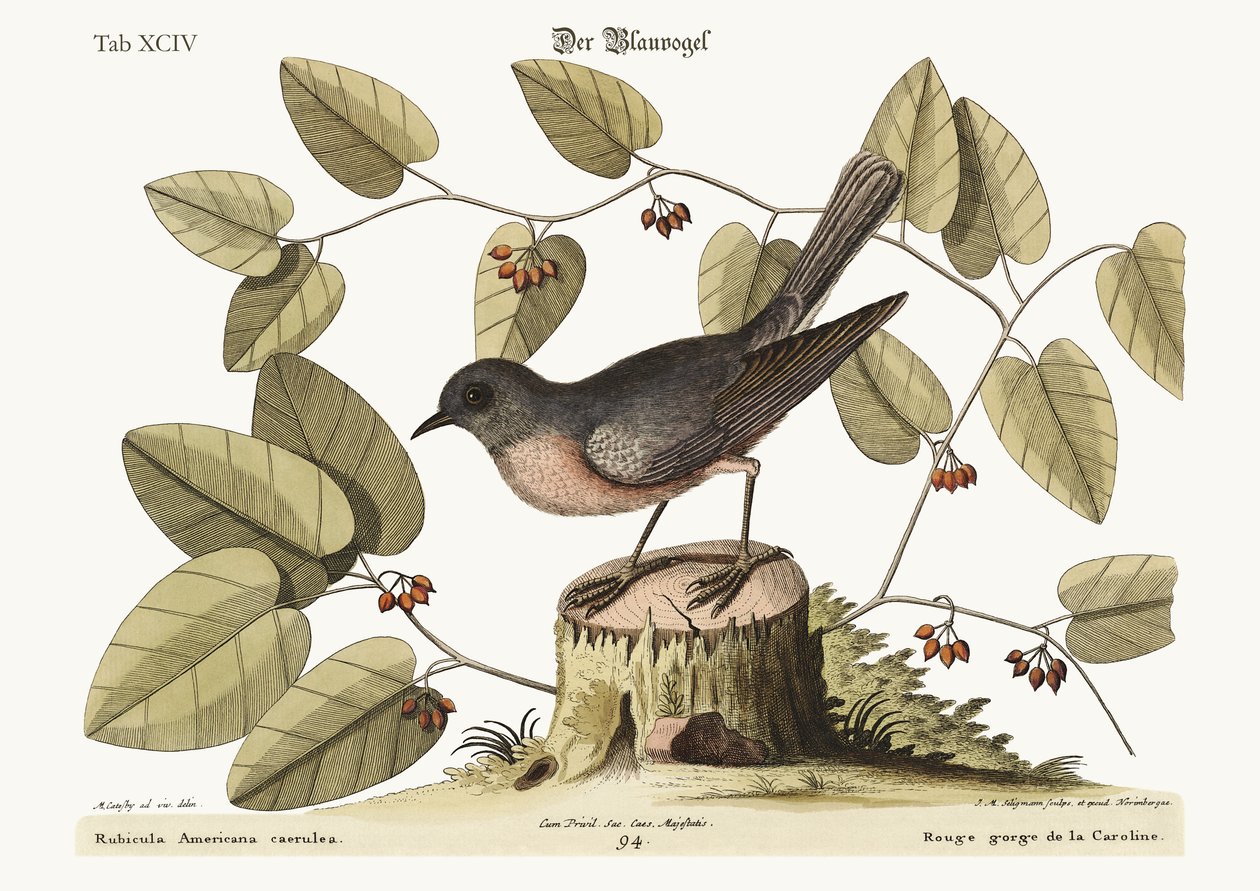 Den blå fugl, 1749-73 af Mark Catesby
