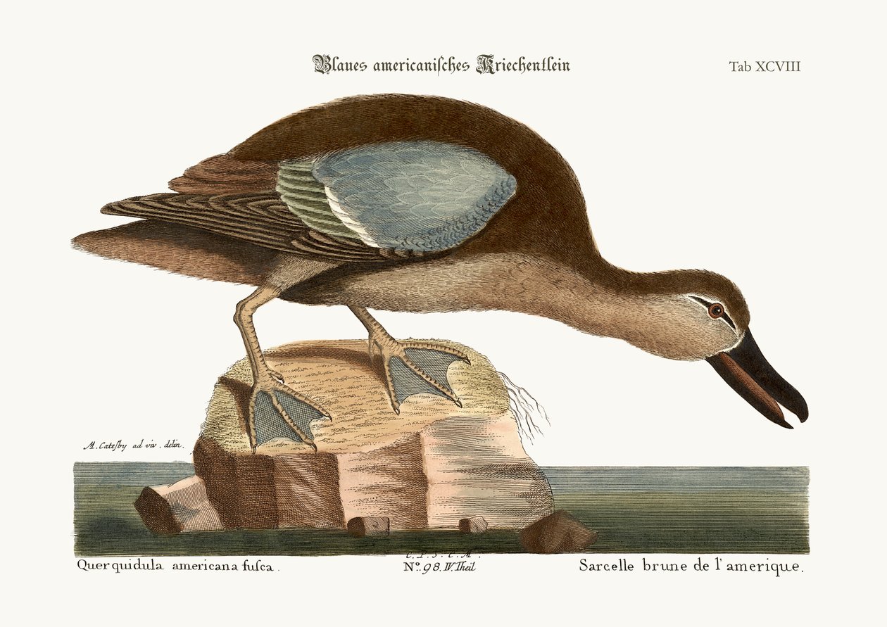 Den blåvingede krikand, 1749-73 af Mark Catesby
