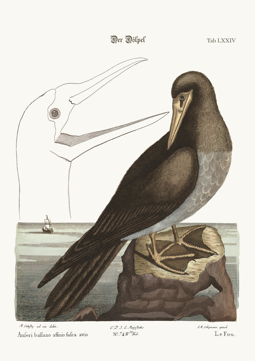 The Booby, 1749-73 af Mark Catesby