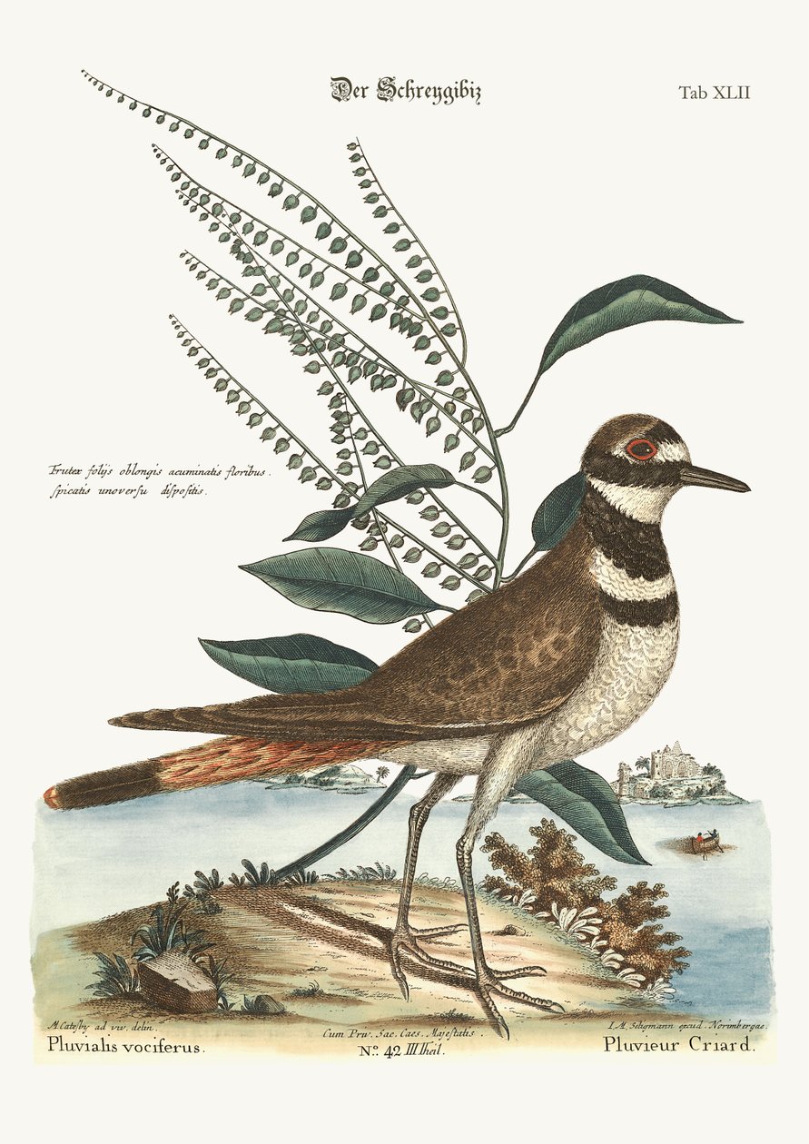 Den pladrende høfve, 1749-73 af Mark Catesby