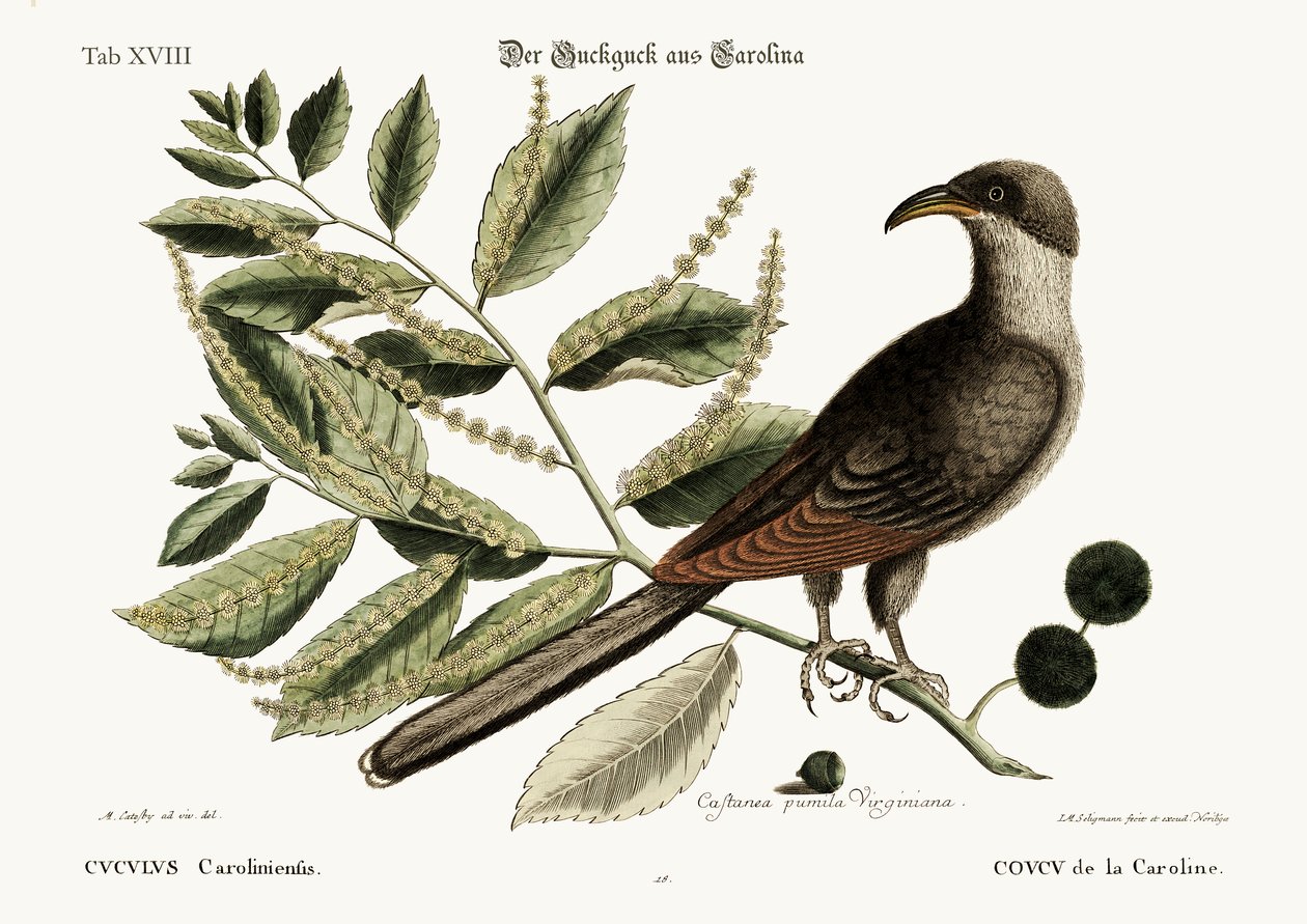 The Cuckow of Carolina, 1749-73 af Mark Catesby