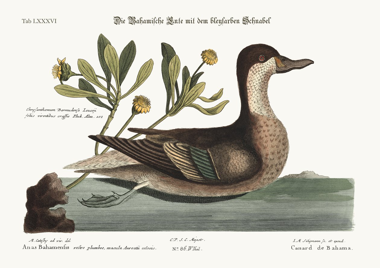 Ilathera Duck, 1749-73 af Mark Catesby