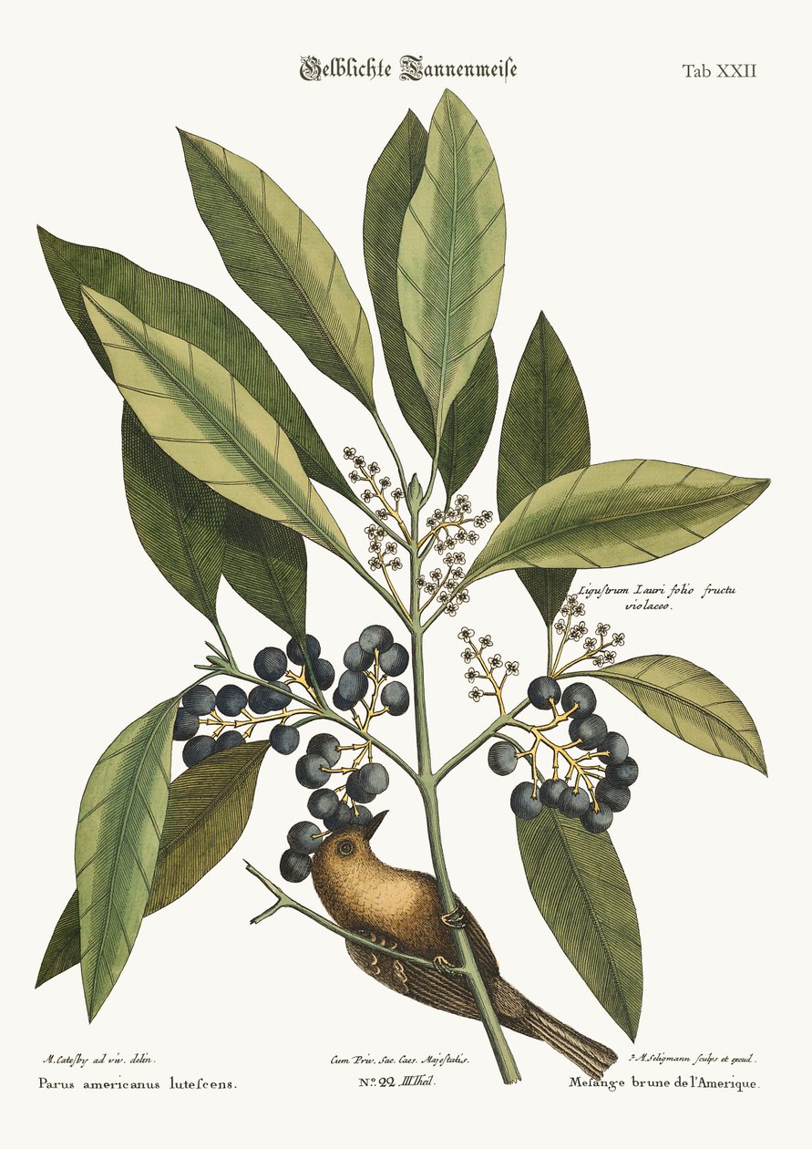 Fyrretræskrybben, 1749-73 af Mark Catesby