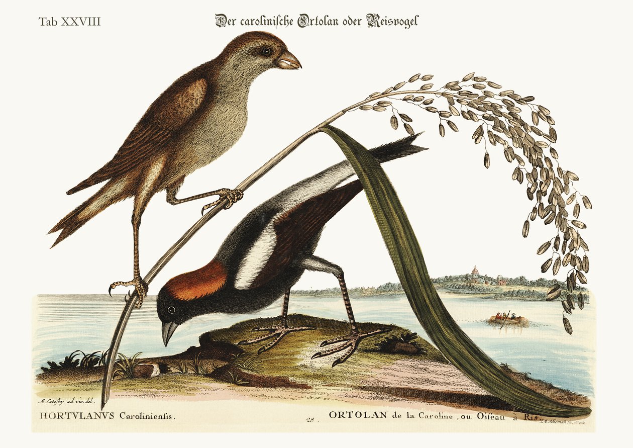 The Rice-Bird, 1749-73 af Mark Catesby