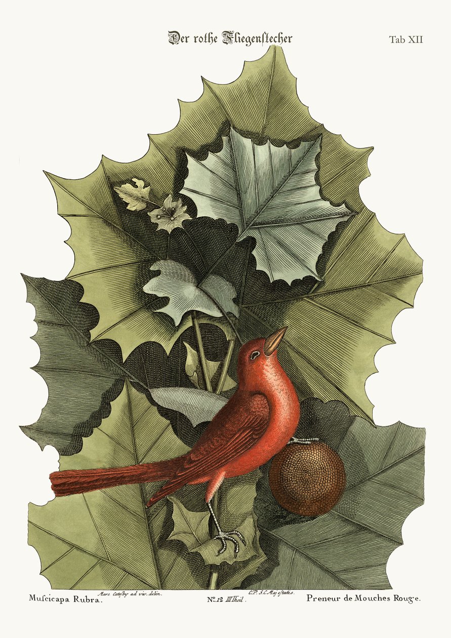Den røde sommerfugl, 1749-73 af Mark Catesby