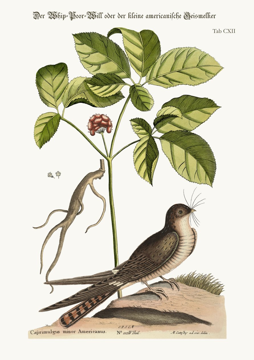 Pisk-fattig-viljen, 1749-73 af Mark Catesby