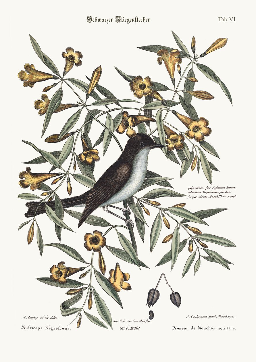 Den sorte fluesnapper, 1749-73 af Mark Catesby