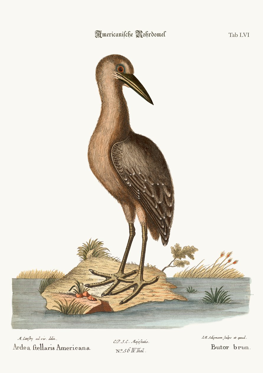 Den brune Bittern, 1749-73 af Mark Catesby
