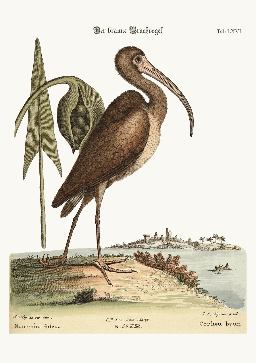 Den brune Curlew, 1749-73 af Mark Catesby