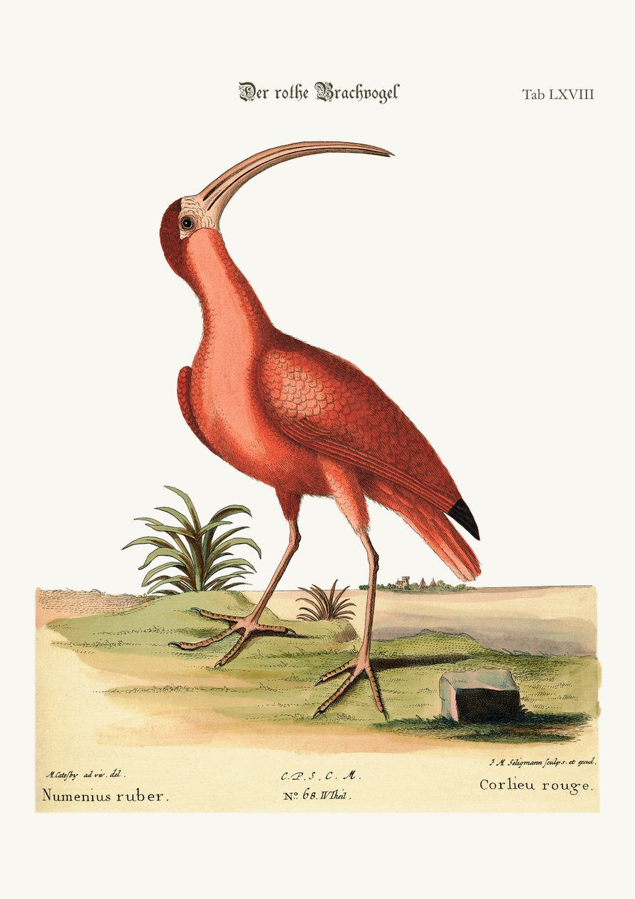 Den røde slørugle, 1749-73 af Mark Catesby