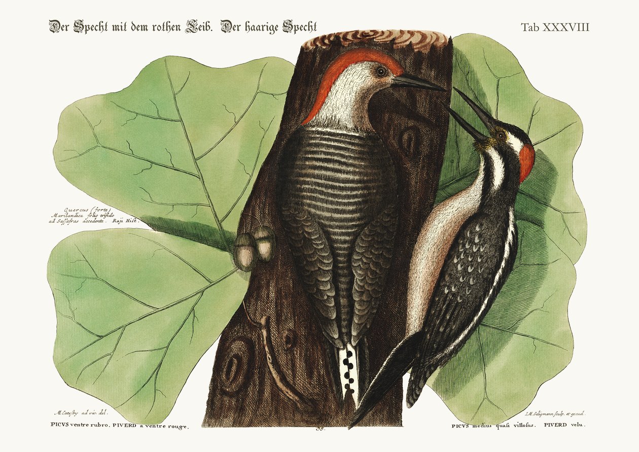 Den rødbugede Spætte. Den behårede Spætte., 1749-73 af Mark Catesby