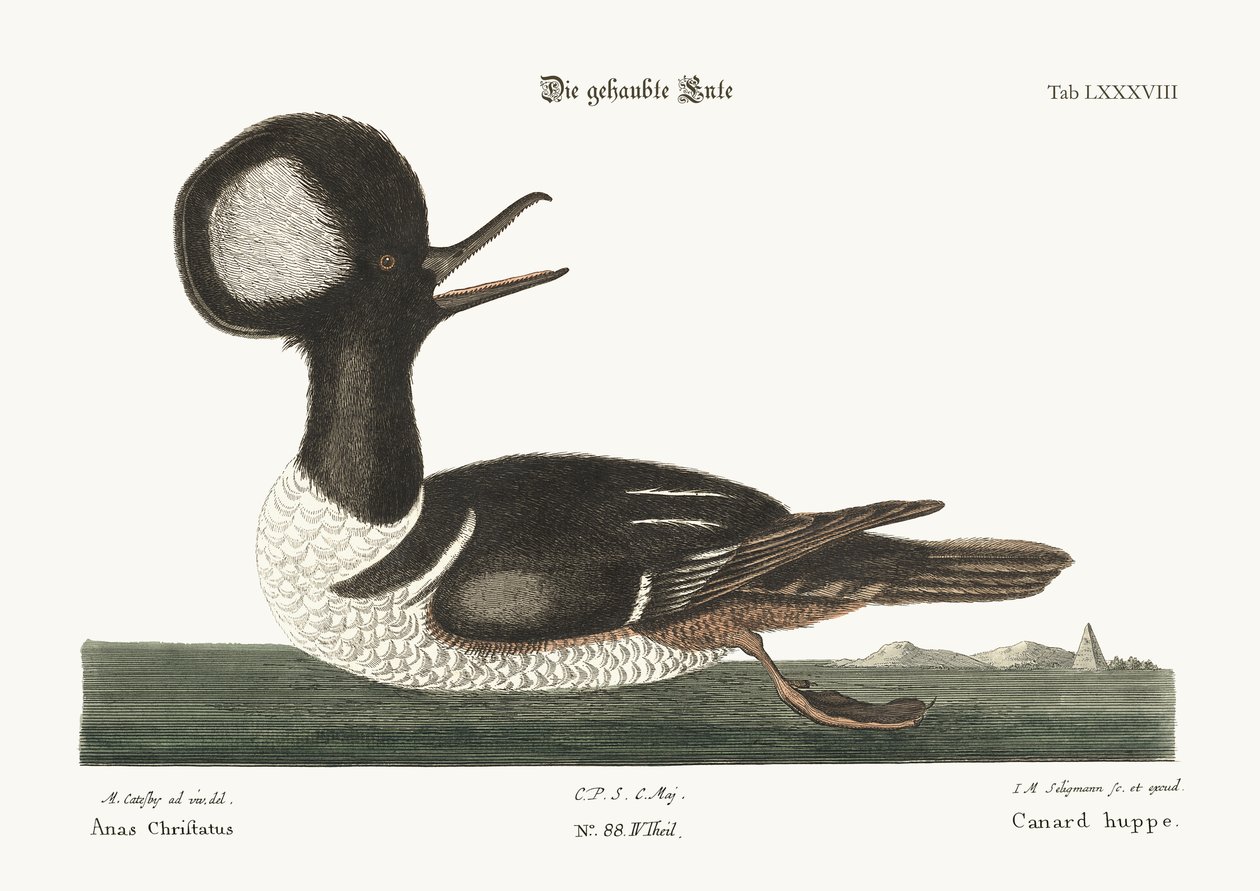 Den rundkammede And, 1749-73 af Mark Catesby