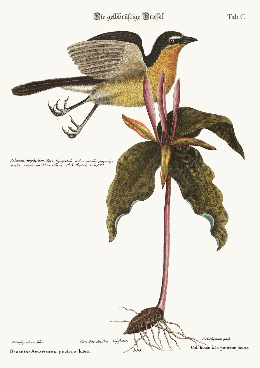 Den gulbradede Chat, 1749-73 af Mark Catesby
