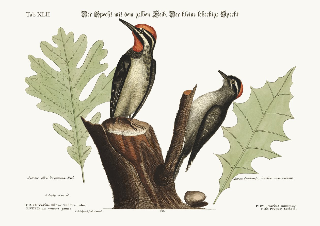 Den gulbugede spætte. Den mindste spætte, 1749-73 af Mark Catesby