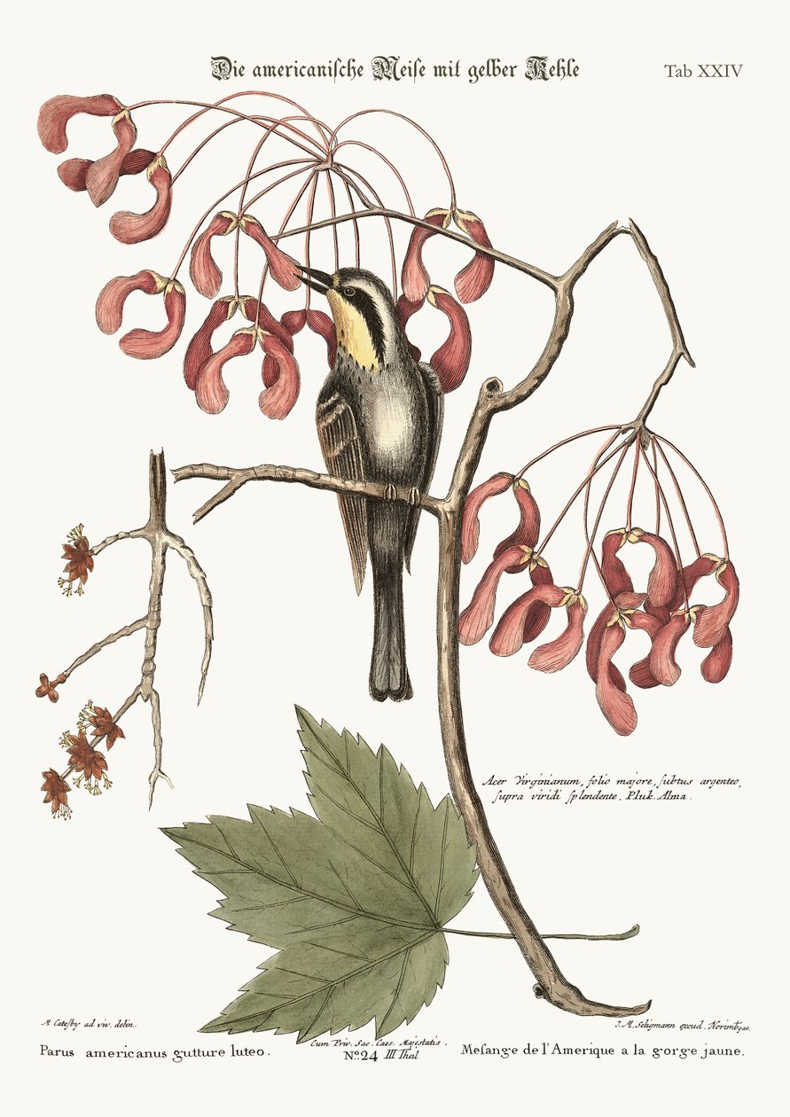 Den gulstrubede Krybe, 1749-73 af Mark Catesby