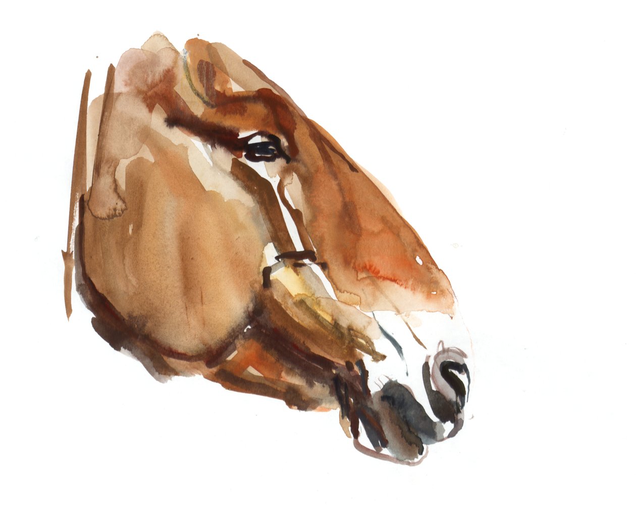 Ancient Head (Przewalski) 2012, (akvarel på papir) af Mark Adlington