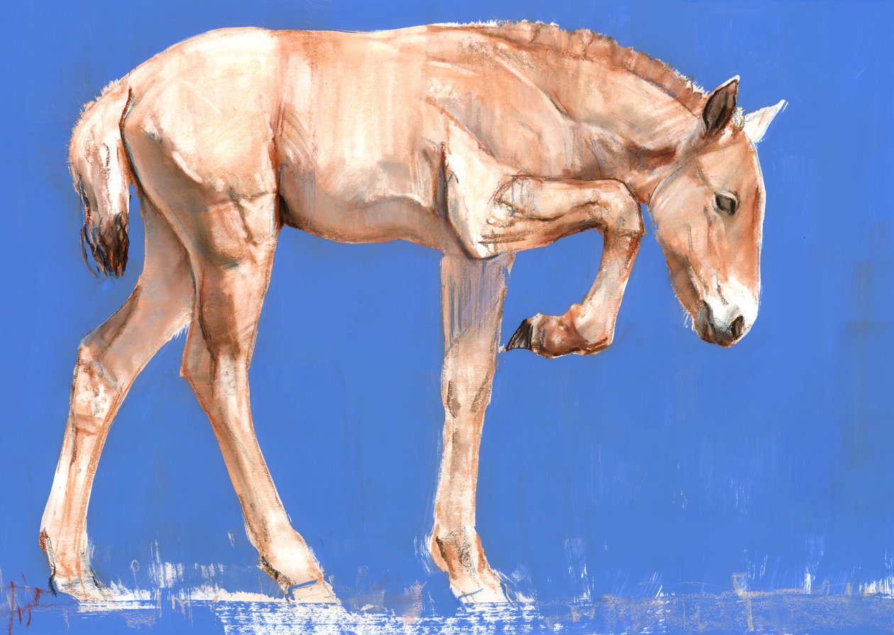 Przewalski Føl, 2012, (blandet medier på papir) af Mark Adlington