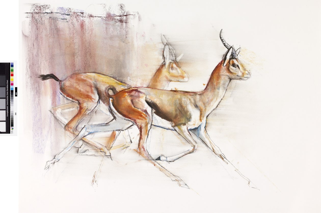 Running Arabian Gazelles, 2010 (olie på papir) af Mark Adlington