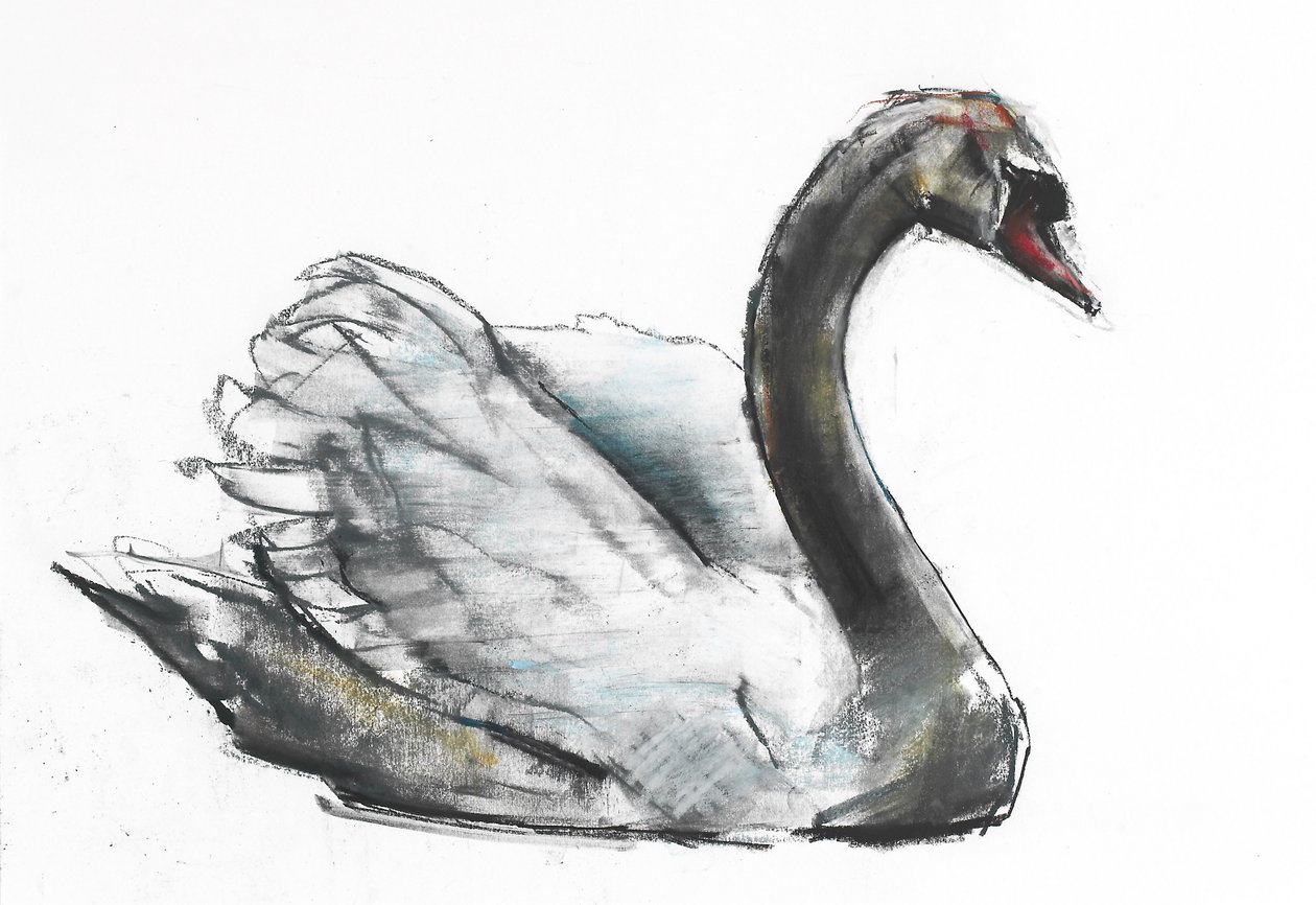 Swan (kul og conte på papir) af Mark Adlington