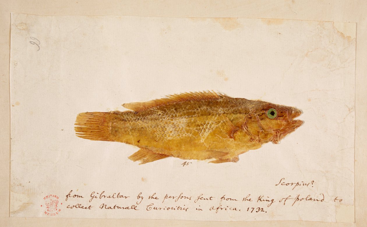 En fisk. af Mark Catesby