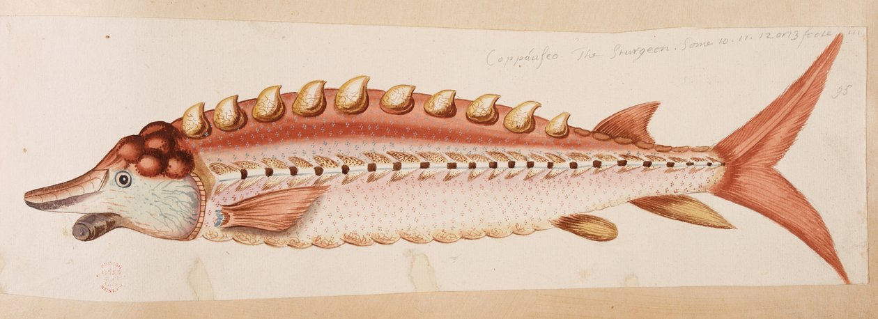 En fisk. af Mark Catesby