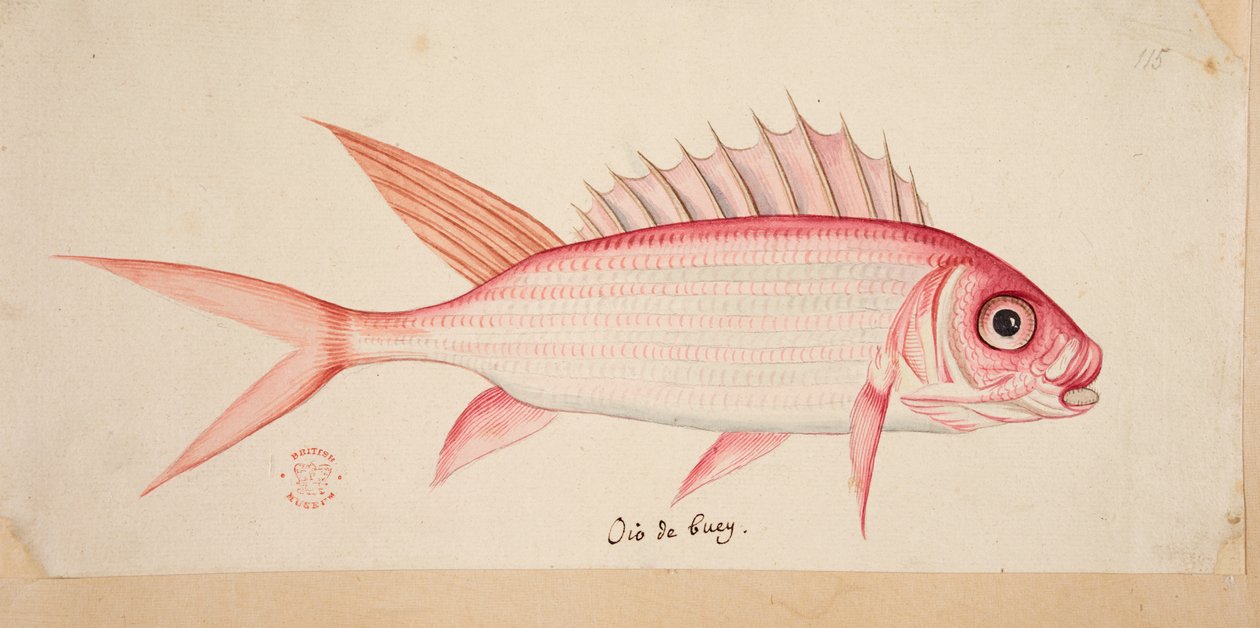 En fisk. af Mark Catesby