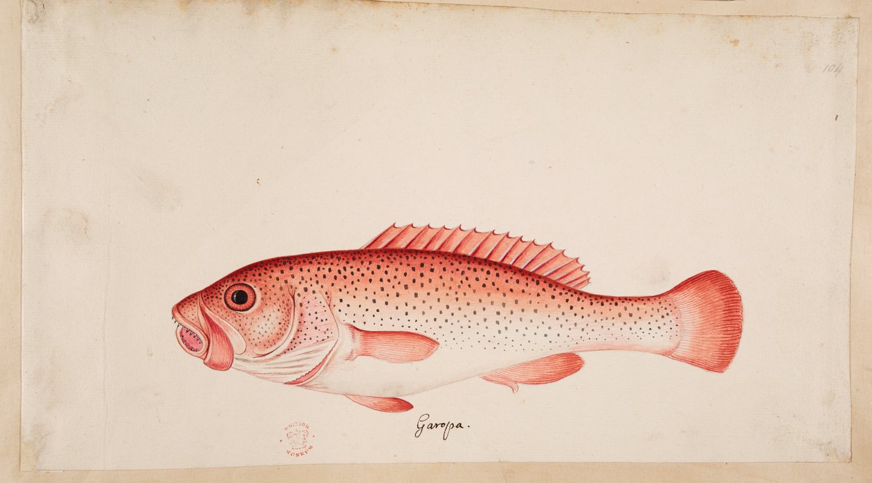 En fisk. af Mark Catesby
