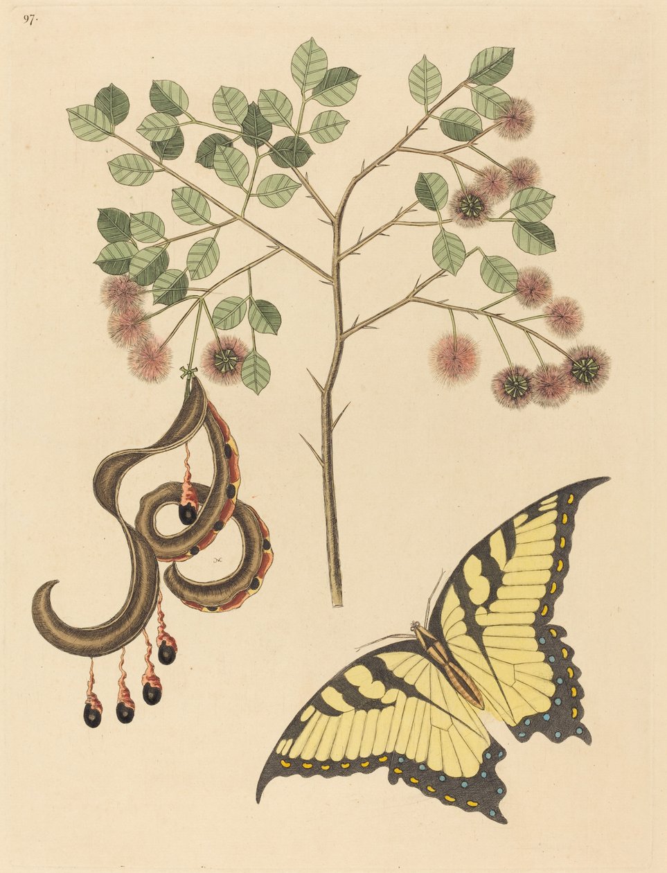 Katteklo Mimosa circinalis, udgivet 1731-1743. af Mark Catesby