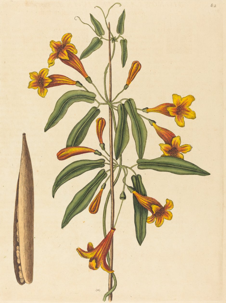 Cross-vine Bignonia capreolata, udgivet 1754. af Mark Catesby
