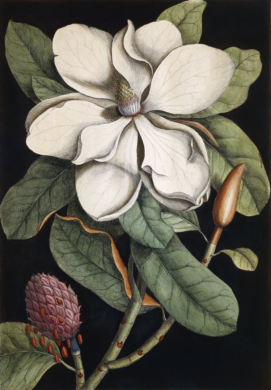 Laurbærtræ, 1731-1743 af Mark Catesby