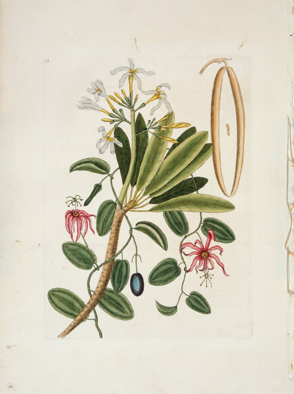 Plumeria obtusa L. Singapore Frangipani, c1700-1740. af Mark Catesby