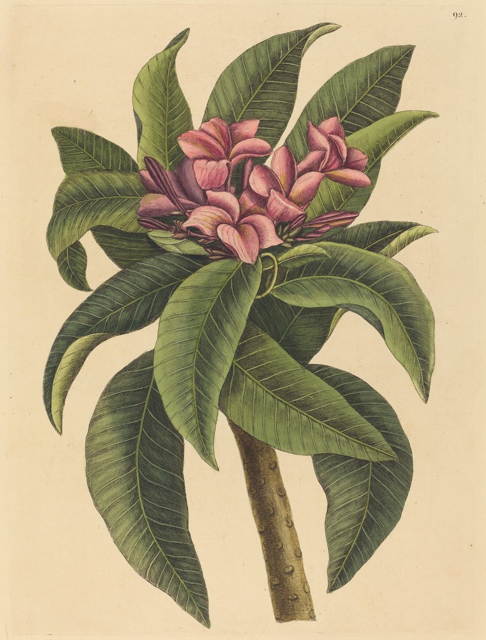 Rød Frangipanni Plumeria rubra, udgivet 1731-1743. af Mark Catesby