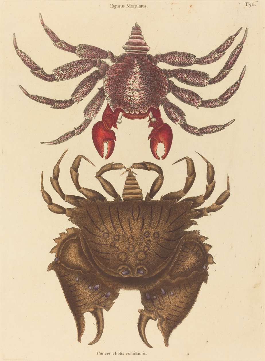 Rødbroget stenkrabbe (Cancer grapsus) af Mark Catesby
