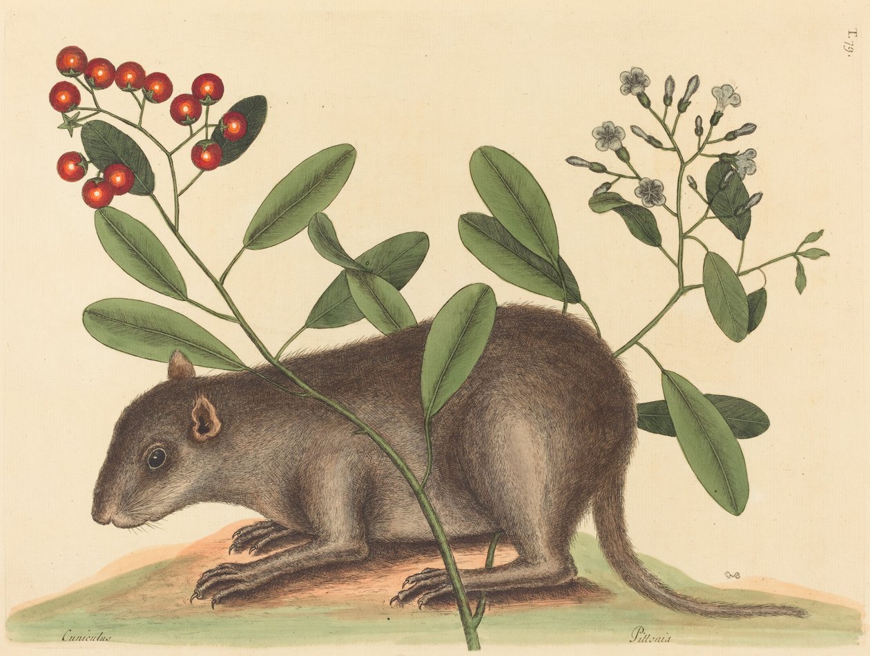 Bahama Coney Mus Monax, udgivet 1754. af Mark Catesby