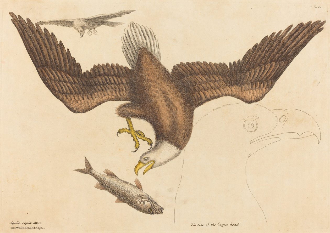 Den skaldede ørn (Falco leucocephalus) af Mark Catesby