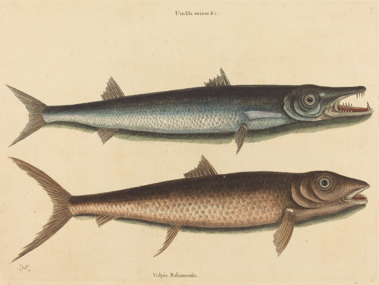 Barracudaen (Esox barracuda) af Mark Catesby