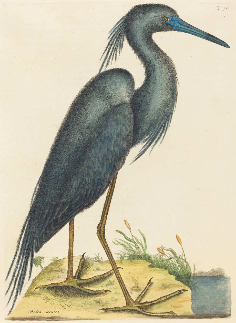 The Blue Heron Ardea coerulea, udgivet 1731-1743. af Mark Catesby