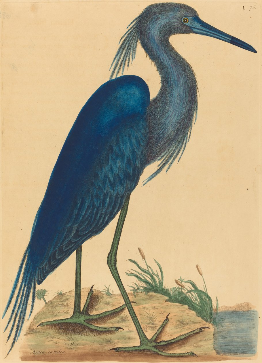 The Blue Heron Ardea coerulea, udgivet 1731-1743. af Mark Catesby