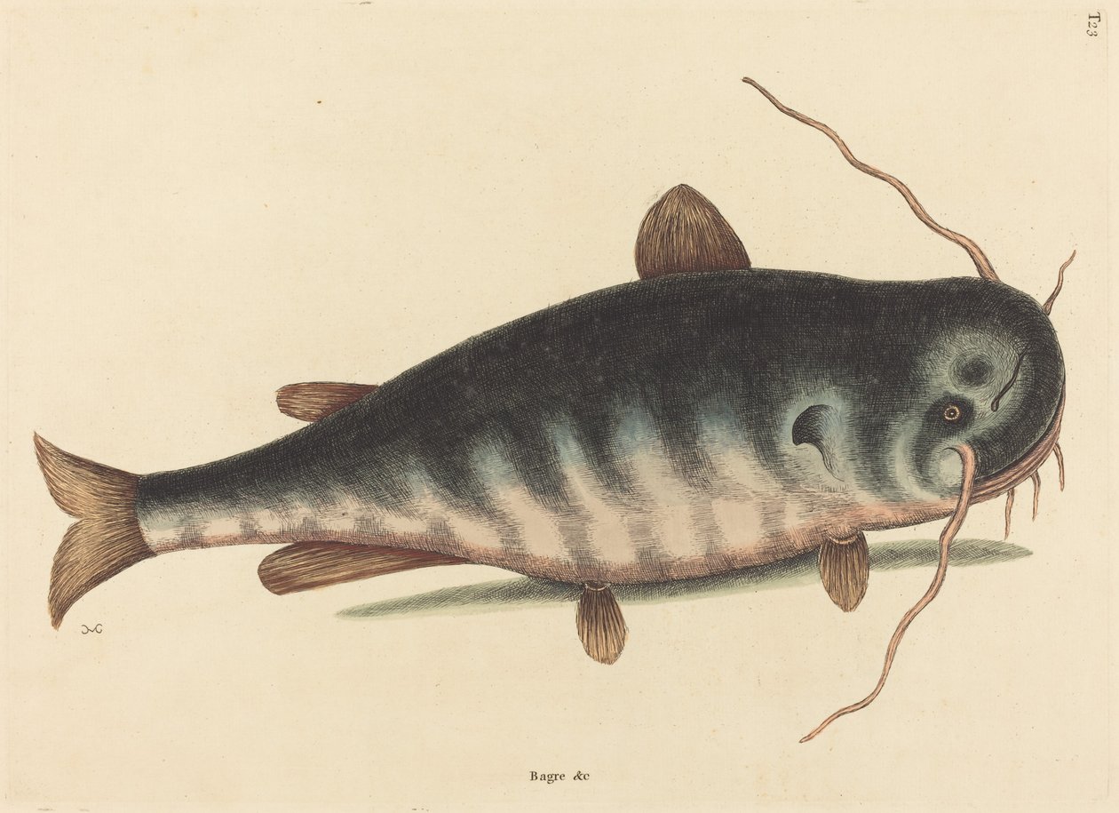 Havkat (katfisk kaktus) af Mark Catesby
