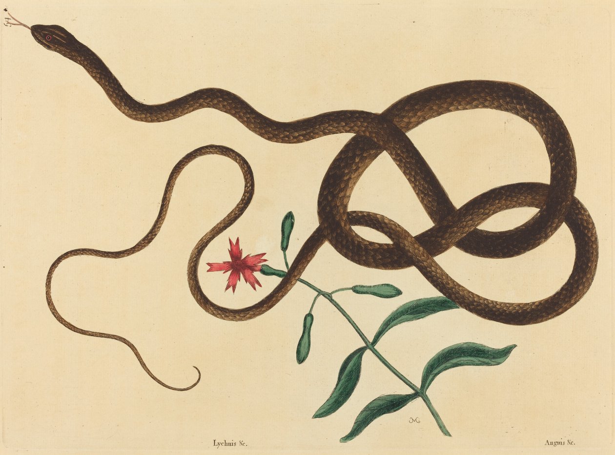Coach-Pisk Snake (Coluber flagellum) af Mark Catesby