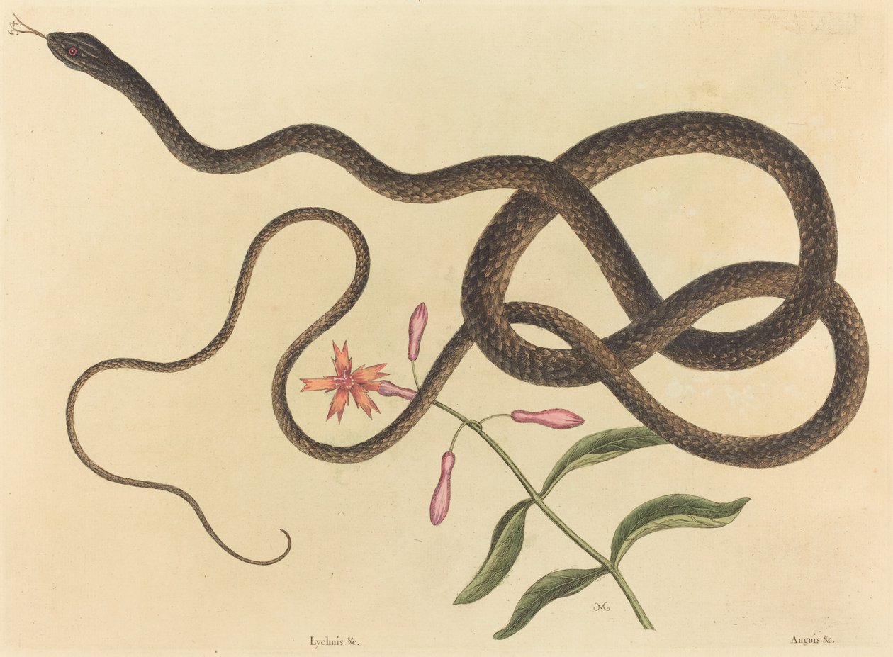Coach-pisk Snake (Coluber flagellum) af Mark Catesby