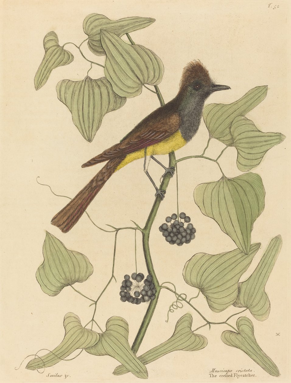 The Crested Fluesnapper (Muscicapa cristata) af Mark Catesby