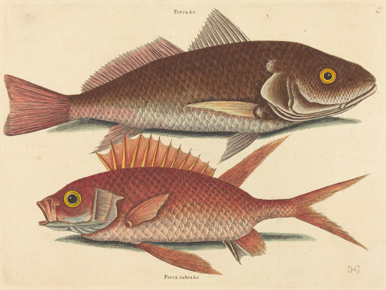 Krokeren Perca undulata, udgivet 1731-1743. af Mark Catesby