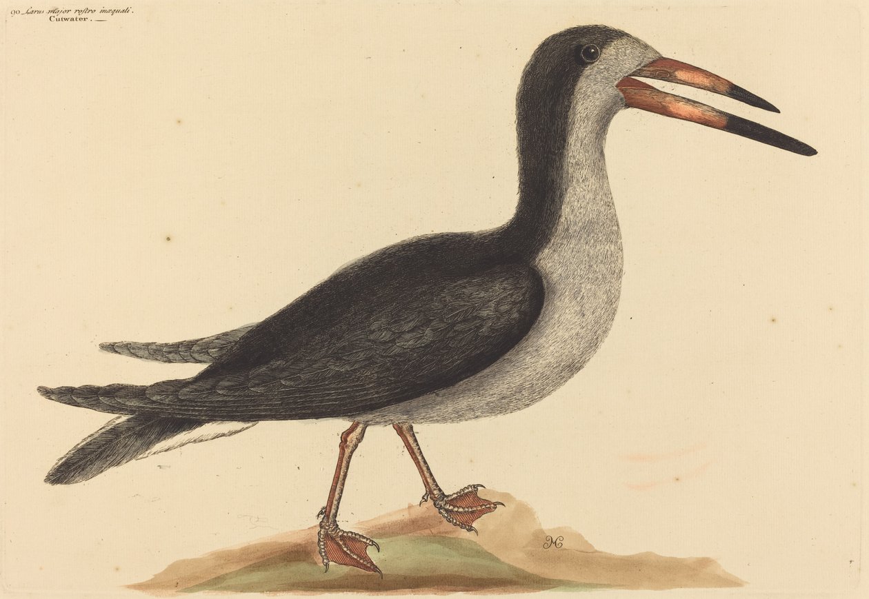 The Cutwater Rhynchops nigra, udgivet 1731-1743. af Mark Catesby