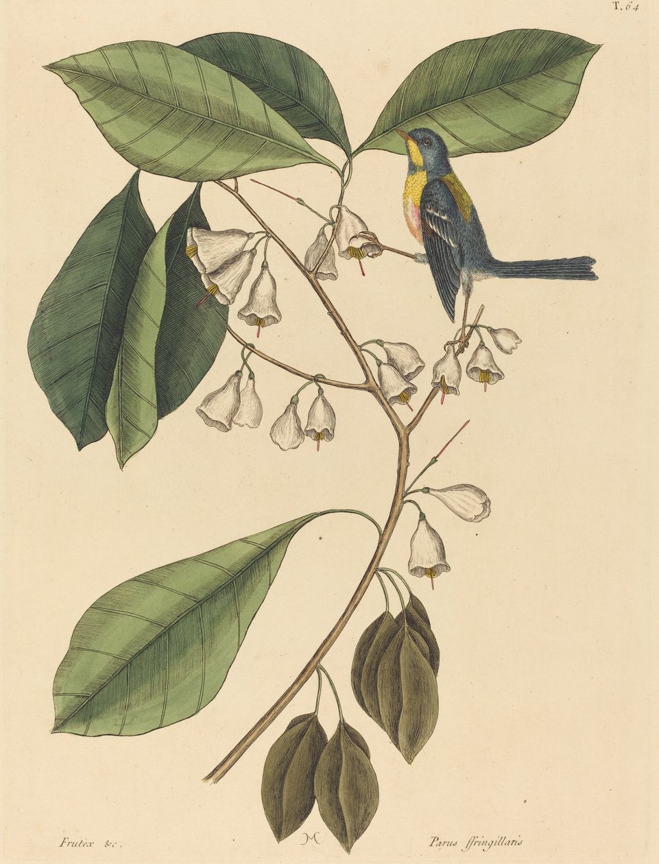 Finkekryben (Parus americanus) af Mark Catesby