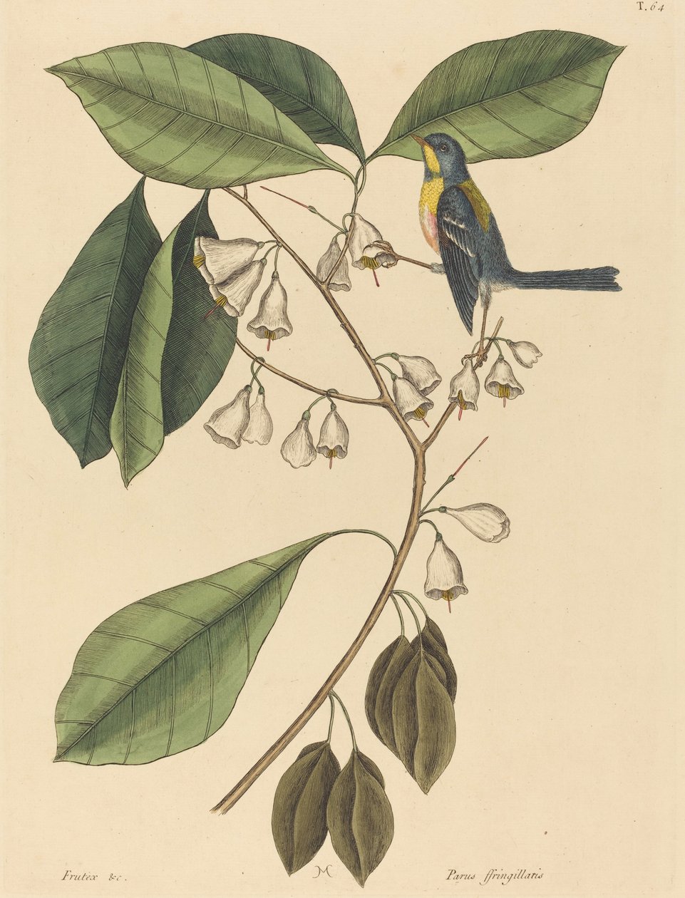 Finkekryben Parus americanus, udgivet 1731-1743. af Mark Catesby